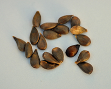 Malus sieversii seeds collected in Kazakhstan.